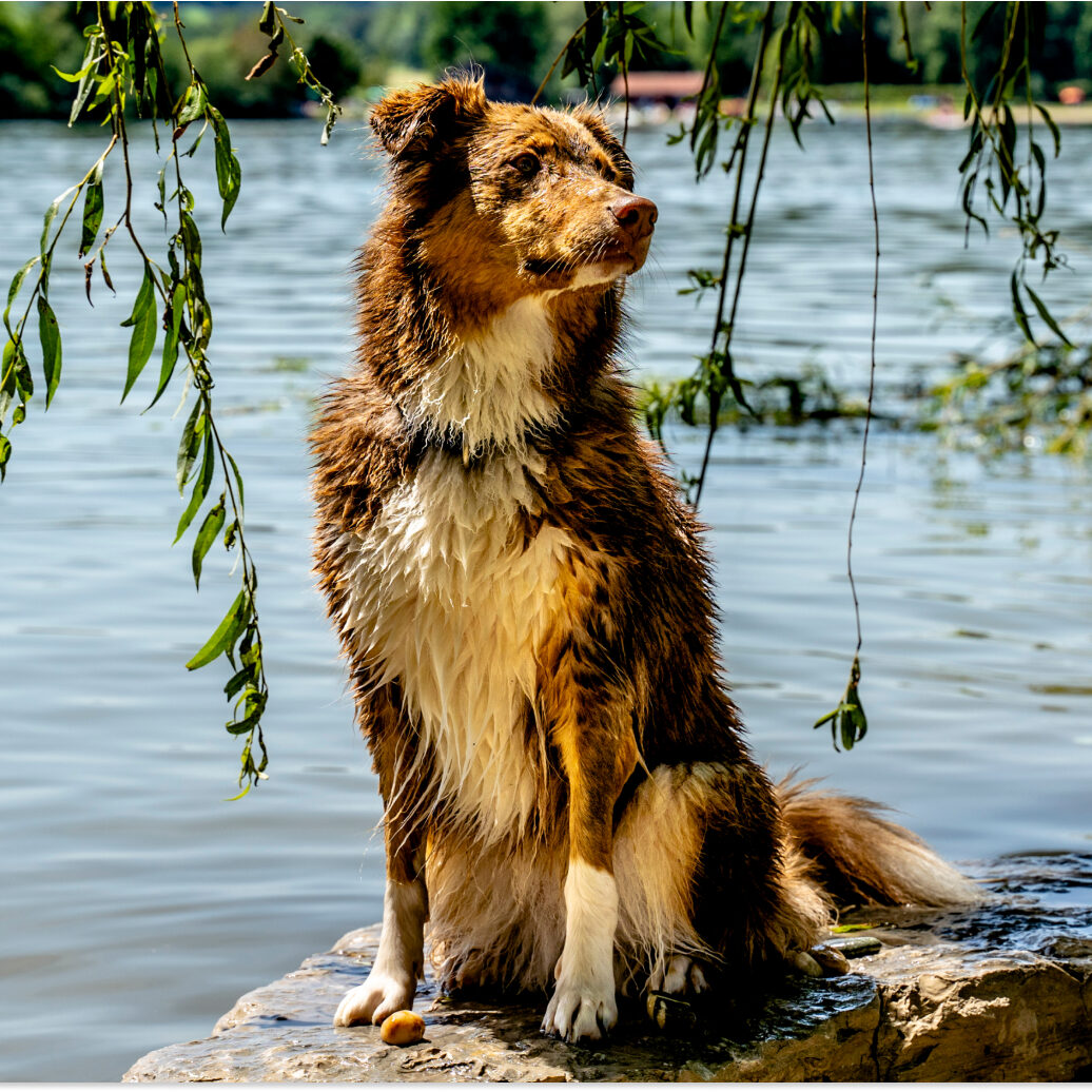 Ein flauschiger, etwas nasser Hund sitzt auf einem Stein vor dem See