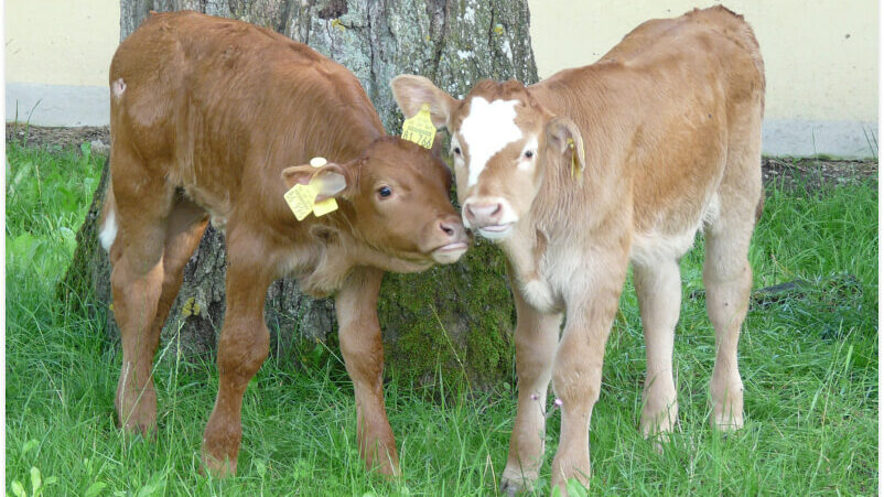 Zwei kleine Kälbchen auf einer Wiese